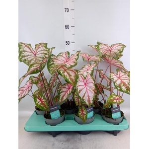 Caladium   ...