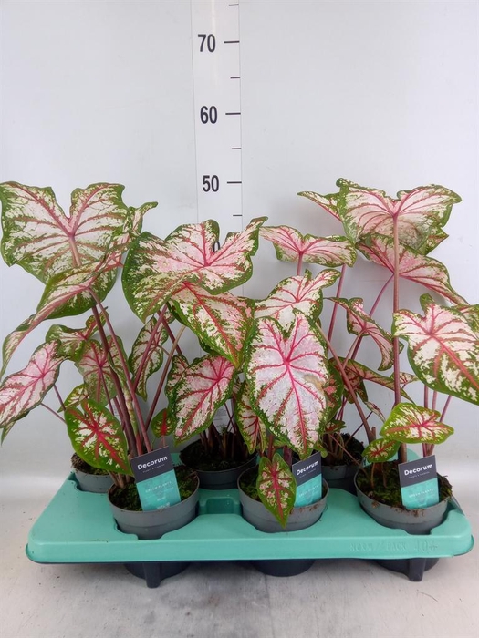 <h4>Caladium ...</h4>