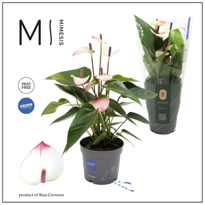 Mimesis Anthurium Karma Lipa Pink - 12 cm