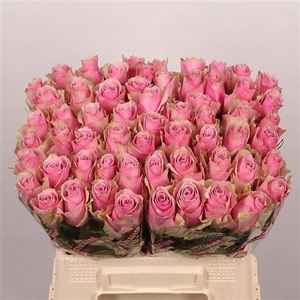 R Gr Athena Royale