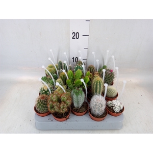 Cactus   ...mix