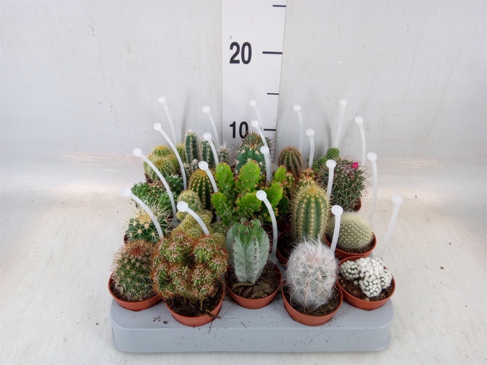 <h4>Cactus   ...mix</h4>