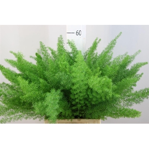 Asparagus Dens Meyers 50