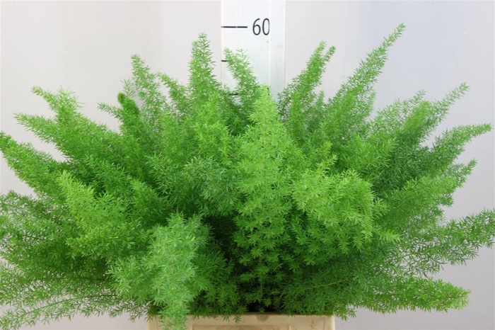 <h4>Asparagus Dens Meyers 50</h4>