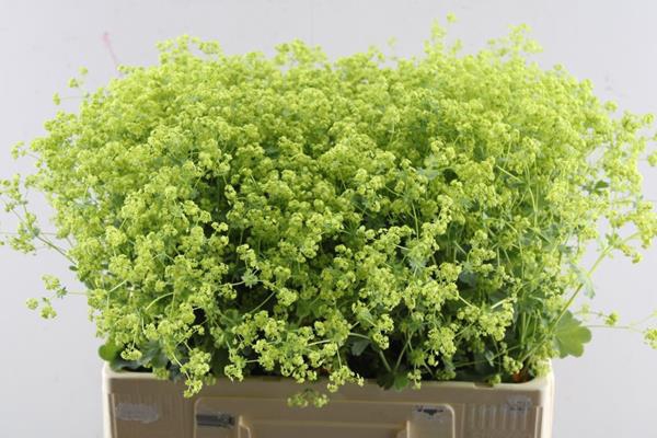 <h4>Alchemilla M Robustica L 55</h4>