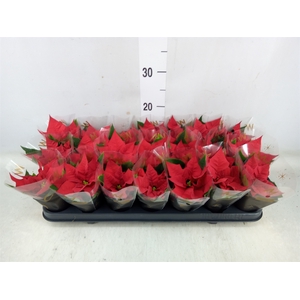 Euphorbia pulc. 'Red Joy'