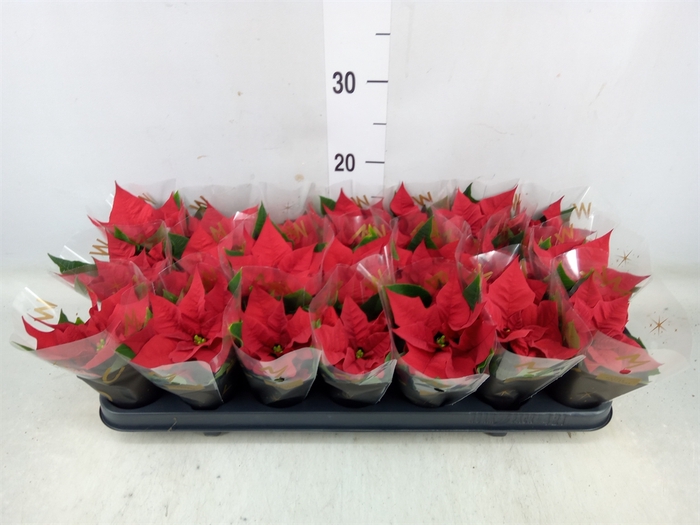 <h4>Euphorbia pulc. 'Red Joy'</h4>