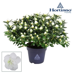 Hortinno® Home 'Classic Belli' 35 - 37 cm
