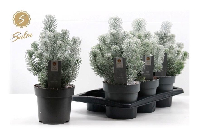 <h4>Pinus Silver Crest</h4>