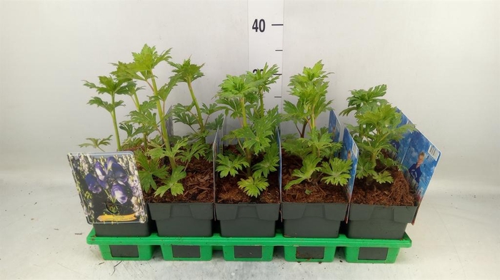 <h4>Aconitum   ...</h4>