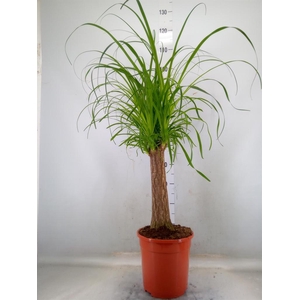 Beaucarnea recurvata