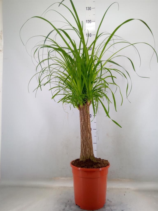 <h4>Beaucarnea recurvata</h4>