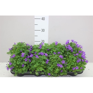 Campanula Port Porto