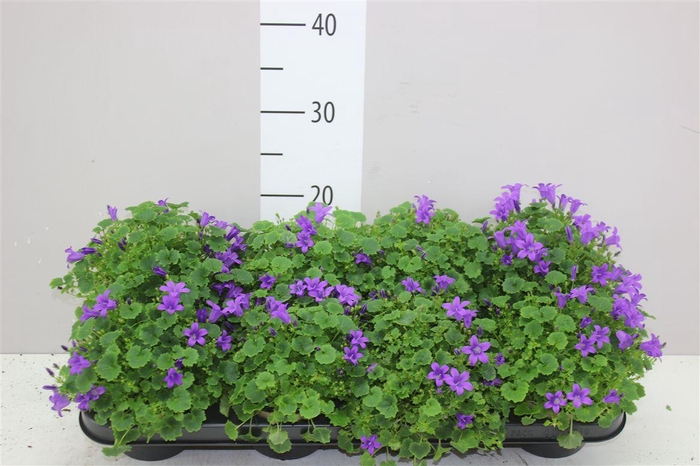 <h4>Campanula Port Porto</h4>