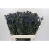 Eryngium Blue Dynamite