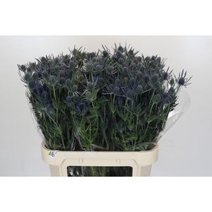 Eryngium Blue Dynamite