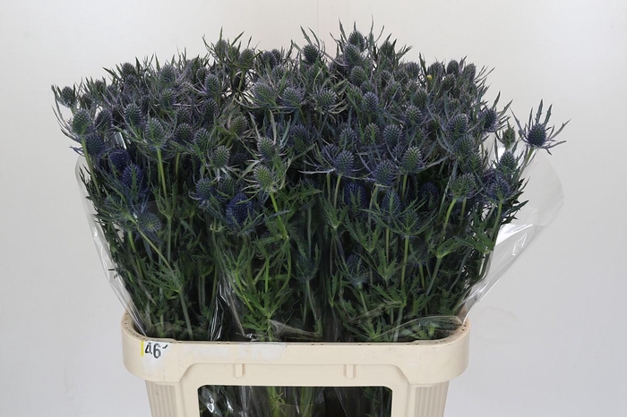 <h4>Eryngium Blue Dynamite</h4>
