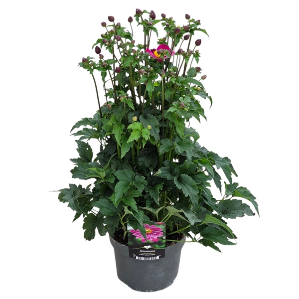 <h4>Anemone hupehensis Emmy Deep Rose</h4>