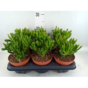 Crassula ovata 'Horn Tree'