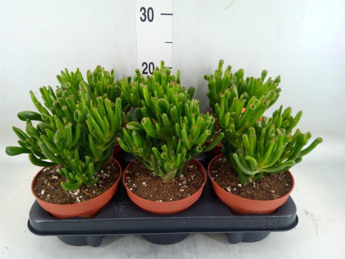 <h4>Crassula ovata 'Horn Tree'</h4>