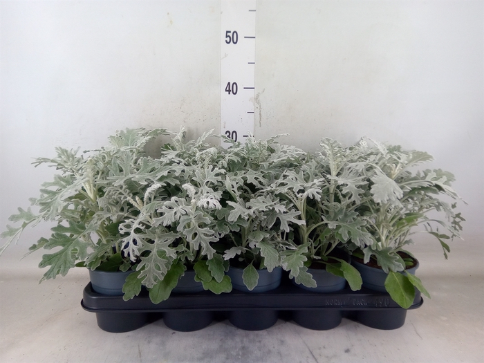 <h4>Jacobaea maritima</h4>