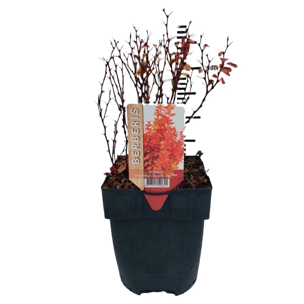 <h4>Berberis thunbergii 'Orange Ice'® P17</h4>