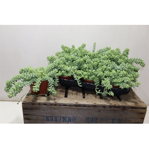 Sedum Burrito