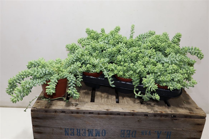 <h4>Sedum Burrito</h4>