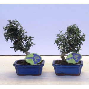 Olea sylvestris, pot 15cm.