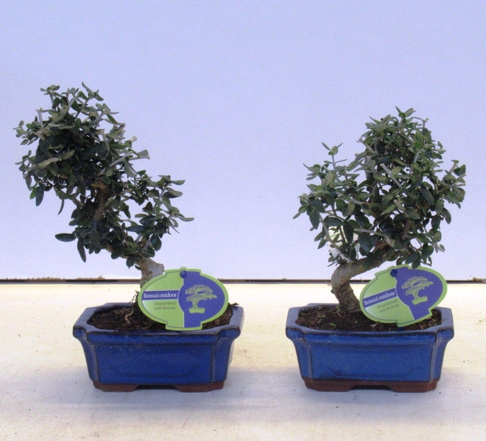 <h4>Olea sylvestris, pot 15cm.</h4>
