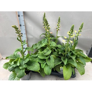DIGI PURPUREA