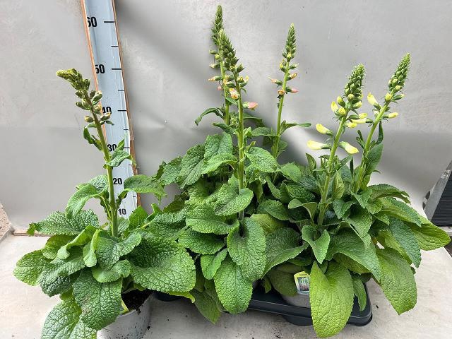 <h4>DIGI PURPUREA</h4>