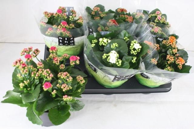 <h4>KAL GE GEM 5 KL</h4>