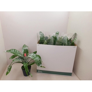 Aechmea fasciata 'Primera'