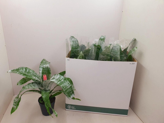 <h4>Aechmea fasciata 'Primera'</h4>