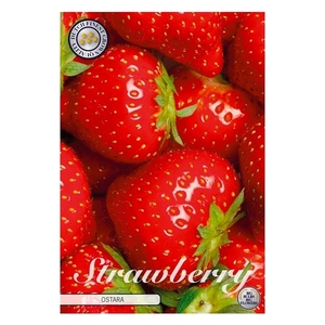 Strawberry Ostara x5