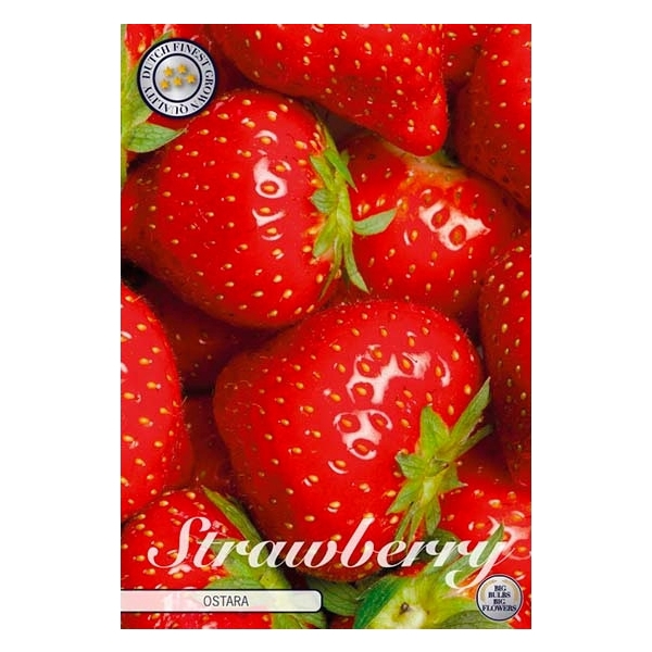 <h4>Strawberry Ostara x5</h4>