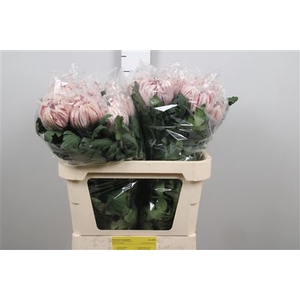 Chr G Vienna Pink