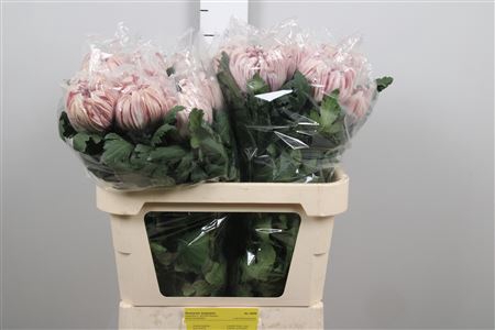 <h4>Chr G Vienna Pink</h4>