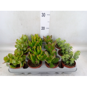Crassula   ...