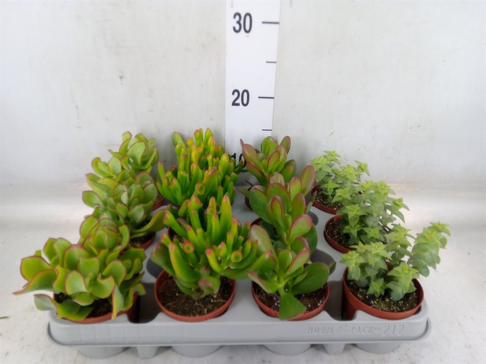 <h4>Crassula   ...</h4>