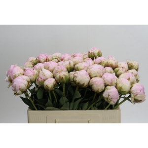 Paeonia Pillow Talk