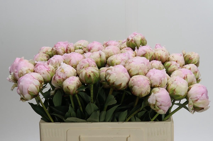 <h4>Paeonia Pillow Talk</h4>