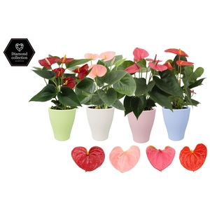Anthurium 9 cm 4 color mix in Carly summer ceramics