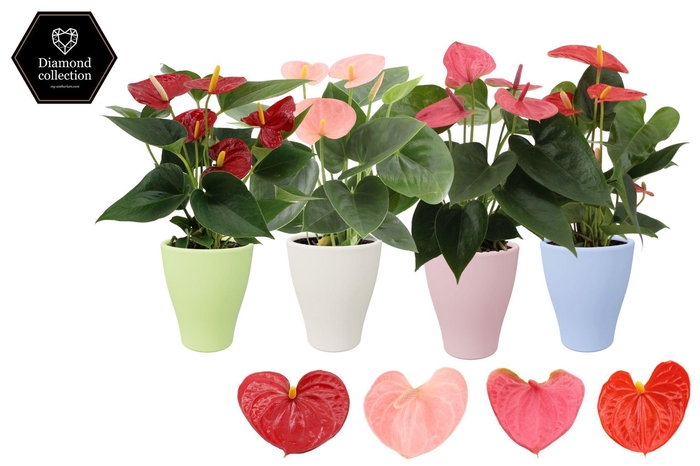 <h4>Anthurium 9 cm 4 color mix in Carly summer ceramics</h4>