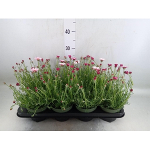 Rhodanthemum hosm. 'Zagora Pink'