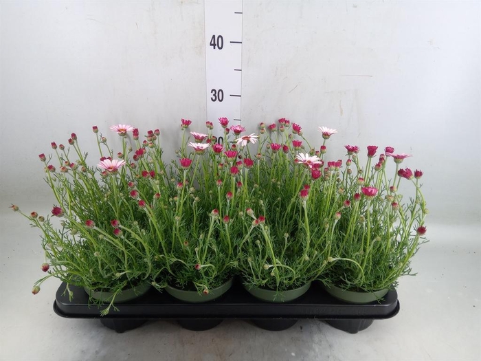 <h4>Rhodanthemum hosm. 'Zagora Pink'</h4>