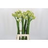 Ornithogalum Saundersiae