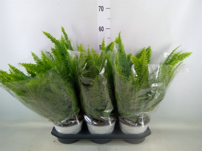 <h4>Nephrolepis exal. 'Sonata'</h4>