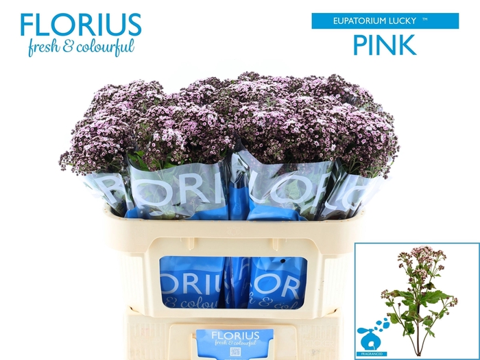 <h4>EUPAT RU LUCKY PINK</h4>